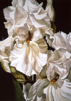 /album/alfred-ng1/alfred-ng-1-double-white-iris-alfred-ng-jpg1/